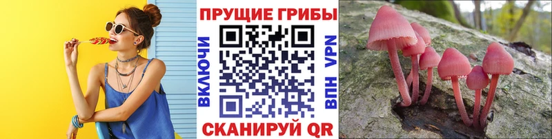 Псилоцибиновые грибы Cubensis  сколько стоит  Щёлкино 